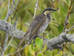 Gavicalis fasciogularis