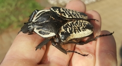 Goliathus albosignatus