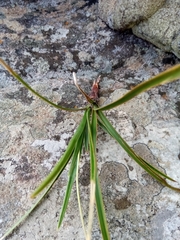 Xerophyta eglandulosa