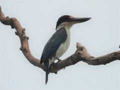 Todiramphus sordidus