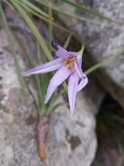 Xerophyta eglandulosa