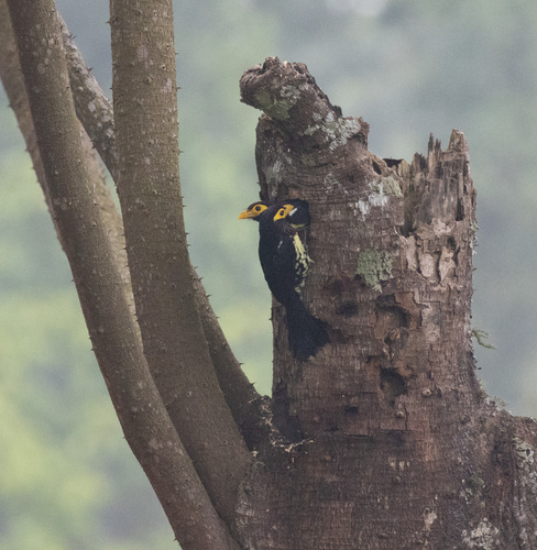 Eastern Yellow-billed Barbet (Trachylaemus purpuratus), photo 6