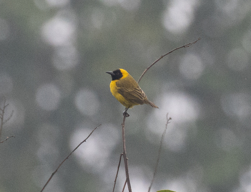 Slender-billed Weaver (Ploceus pelzelni), photo 5