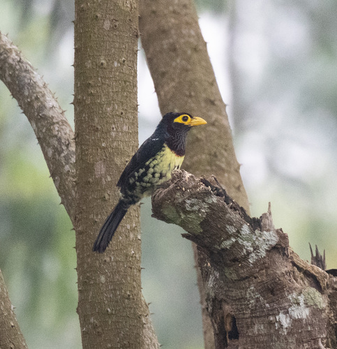 Eastern Yellow-billed Barbet (Trachylaemus purpuratus)