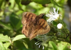 Nisoniades bromias