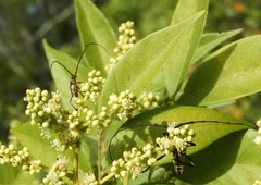 Sphaenothecus trilineatus