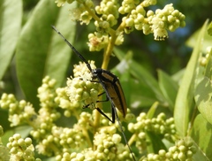 Sphaenothecus trilineatus