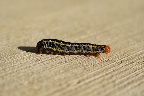Zebra Caterpillar Moth photo 3