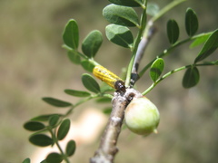 Blepharida