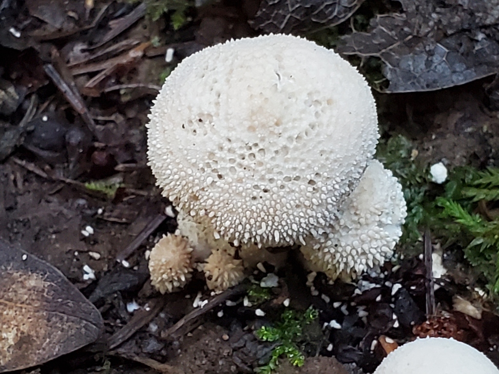 Lycoperdon perlatum · November 2025 · photo: © arlenedevitt (iNaturalist, cc-by)