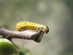 Blepharida