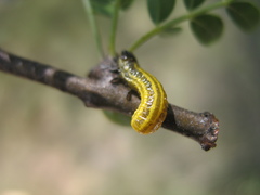 Blepharida