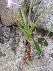 Xerophyta eglandulosa