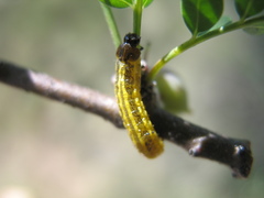 Blepharida