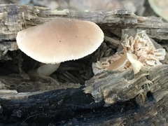 Pluteus nanus