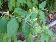 Podachaenium eminens