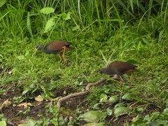 Amaurornis moluccana