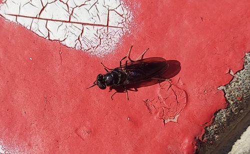 Unknown species found near (8296) Boston Ave & 9th St NB, Tulsa, OK 74119, USA