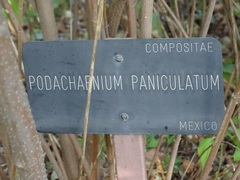 Podachaenium eminens