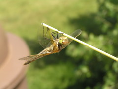 Sympetrum madidum