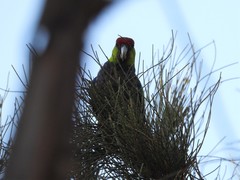 Purpureicephalus spurius