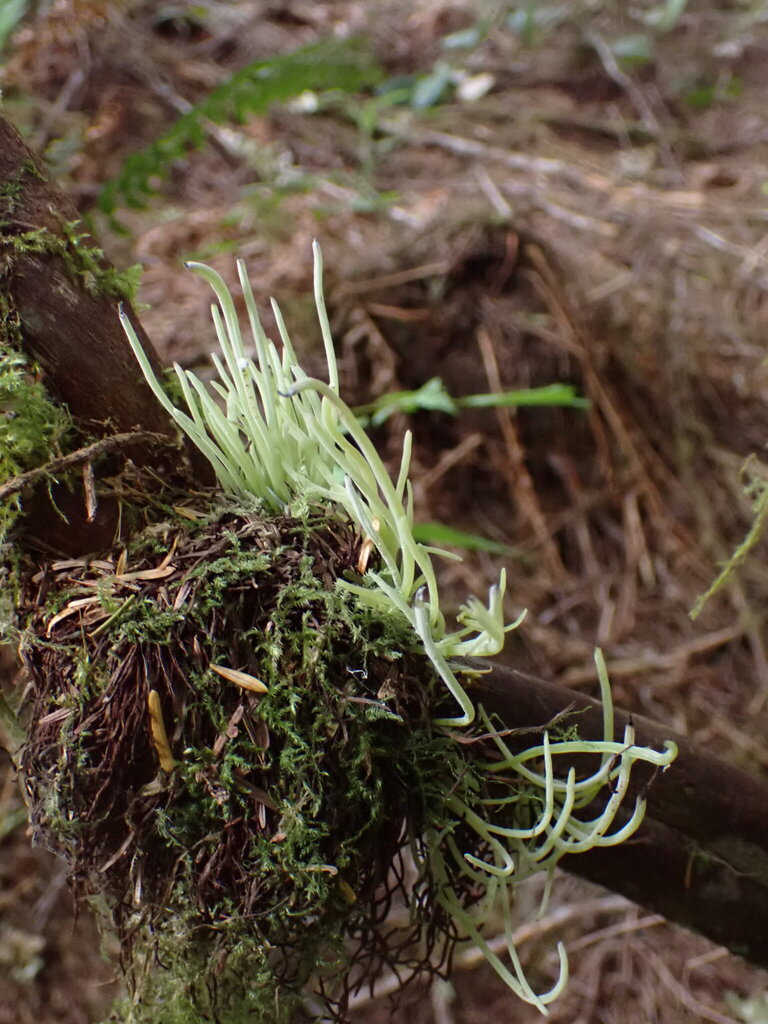 Exobasidium sp. 'BC03'
