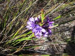 Thereianthus spicatus