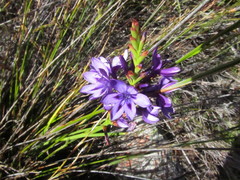 Thereianthus spicatus