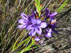 Thereianthus spicatus