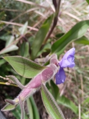 Commelinoideae