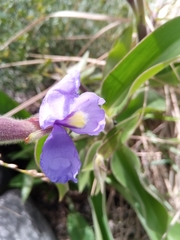 Commelinoideae