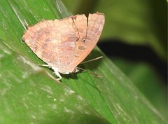 Arhopala bazalus
