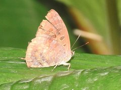 Arhopala bazalus