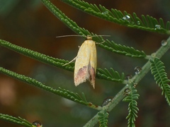 Chrysonoma paracycla