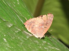 Arhopala bazalus