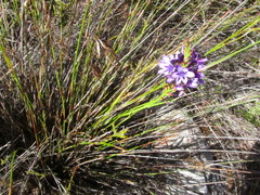 Thereianthus spicatus