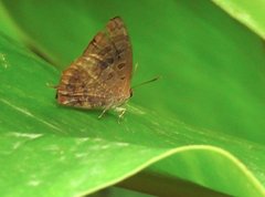 Arhopala bazalus