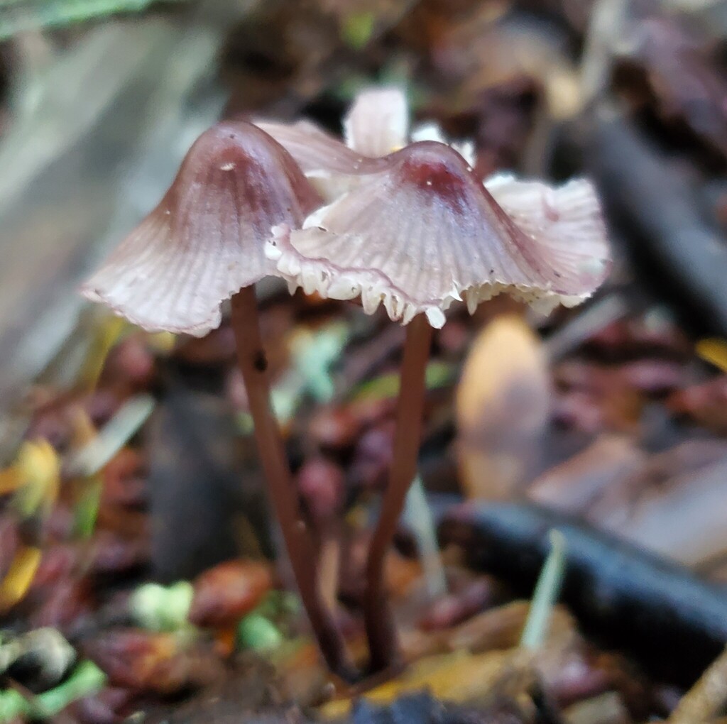 Mycena purpureofusca · November 2025 · photo: © arlenedevitt (iNaturalist, cc-by)