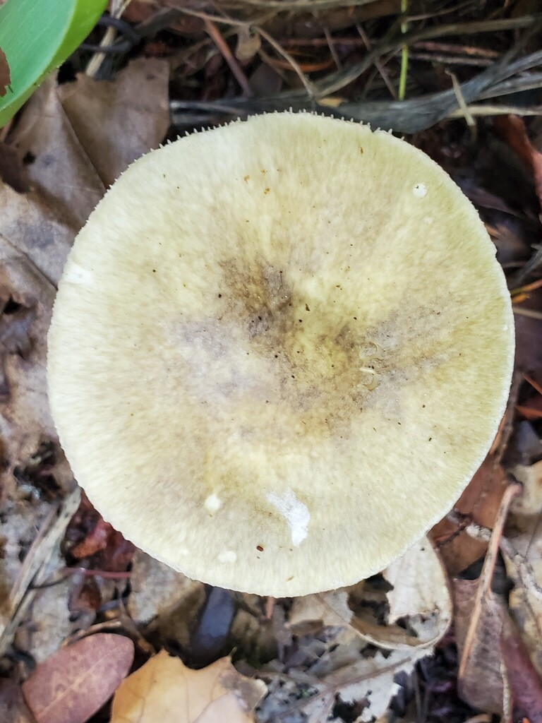 Amanita phalloides · November 2025 · photo: © arlenedevitt (iNaturalist, cc-by)