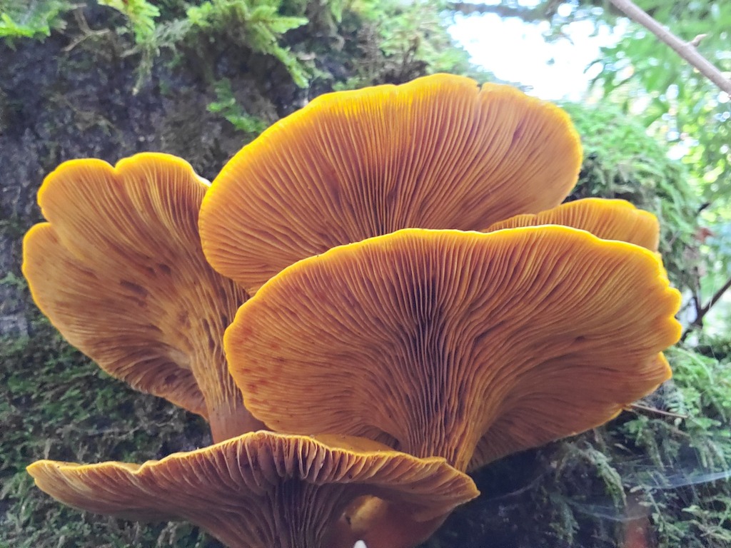 Omphalotus olivascens · November 2025 · photo: © arlenedevitt (iNaturalist, cc-by)