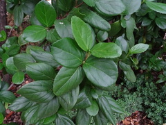 Viburnum suspensum
