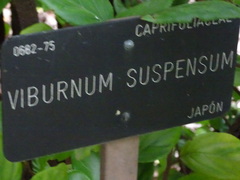 Viburnum suspensum
