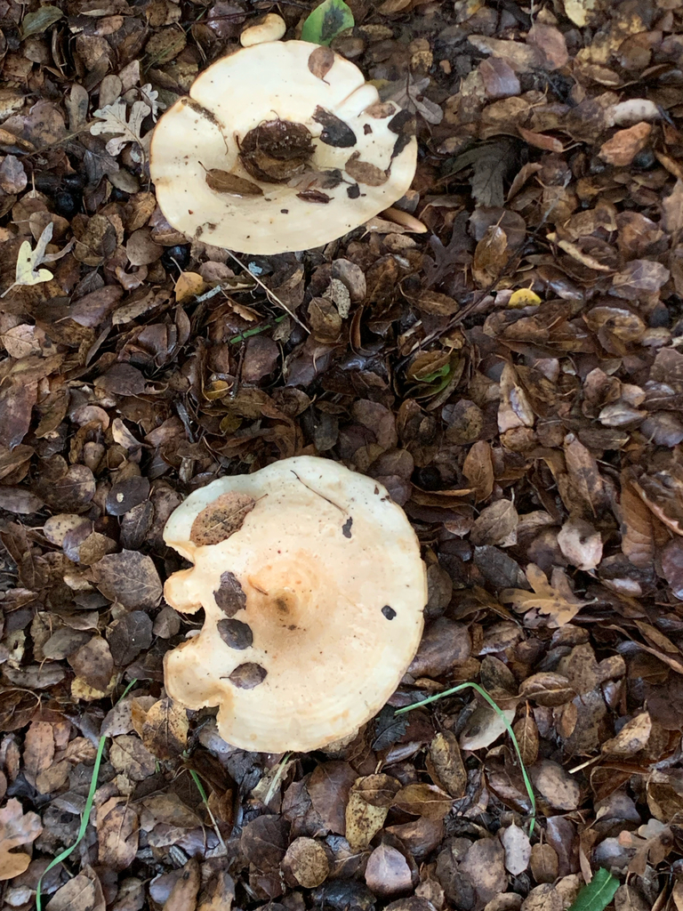 Lactarius alnicola · November 2025 · photo: © kristy218 (iNaturalist, CC)