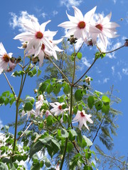 Dahlia campanulata