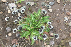 Eryngium humile