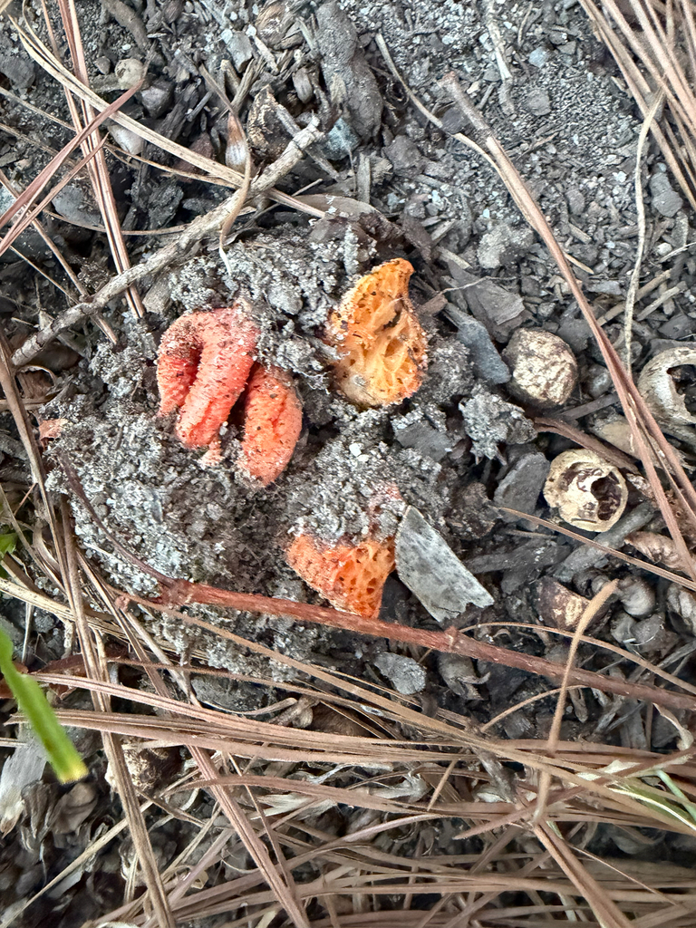 Clathrus columnatus · November 2025 · photo: © joeyparsons (iNaturalist, cc-by)