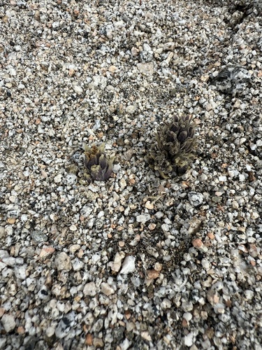 iNaturalist observation photo of desert broomrape