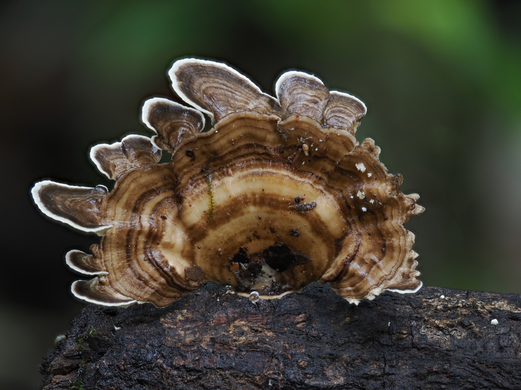 Trametes menziesii · November 2025 · photo: © alan_rockefeller (iNaturalist, cc-by-sa)