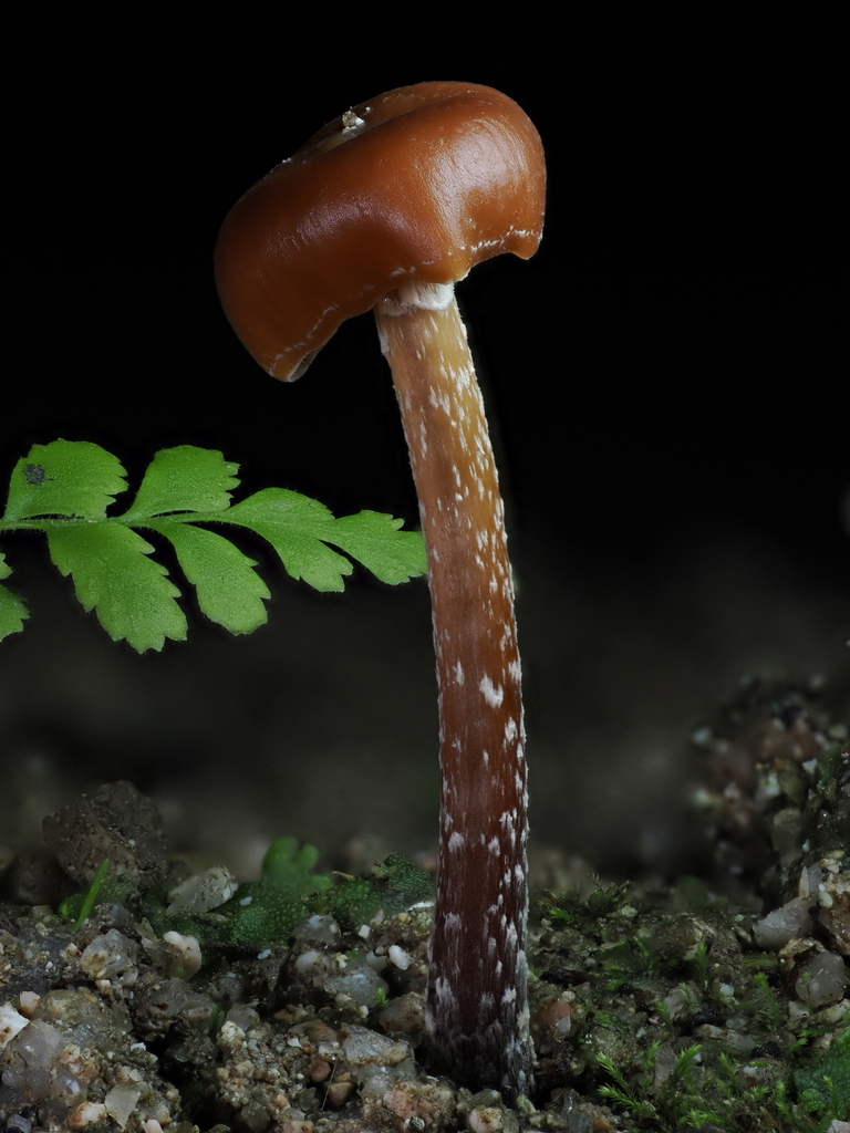 Psilocybe hoogshagenii · November 2025 · photo: © alan_rockefeller (iNaturalist, cc-by-sa)