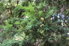 Saxegothaea conspicua